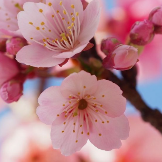 Aceite Esencial Cherry Blossom  10 ml