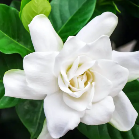 Aceite Esencial de Gardenia