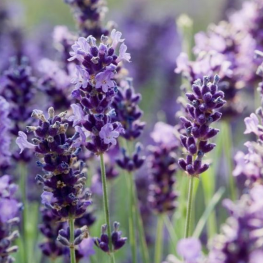 Aceite Esencial de Lavanda 10 ml