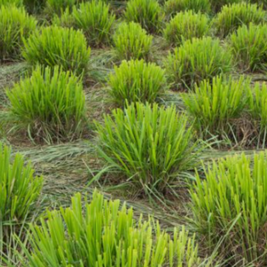 Aceite Esencial Lemongrass